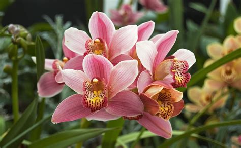 shenzhen nongke orkidesi